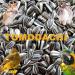 Tomodachi Chicken Food - Sunflower Seed Snacks & Daily Feed | 1kg Bucket | Premium Bird Feed - Buy Online on GoSupps.com