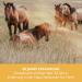 Sensipharm Smooth Locomotion - 180 Joint Tablets for Horses | Supports Back Hind Legs Muscles & Joints | 1000 mg for Optimal Mobility - Buy Online on GoSupps.com
