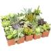 Altman Plants 20 Pack Assorted Live Succulent Plants in Cacti and Succulent Soil Mix - Buy Online on GoSupps.com