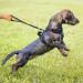 POPOT No Pull Dog Harness - Reflective Pet Vest for Training & Walking | XS Mint Blue - Buy Online on GoSupps.com