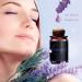 LIVAANO 100% Natural Essential Oils for Diffusers - 12 Aromatherapy Oils for Humidifiers | Lavender, Eucalyptus, Peppermint, Tea Tree & More - Buy Online on GoSupps.com