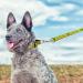 John Deere Licensed Pet Leash for Dogs & Cats - Large Size | Construction Tractors Super Fan | Pets First - Buy Online on GoSupps.com