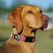 Heele Dog Collar for All Sizes - Adjustable Comfortable & Robust Patterned Collars for Puppies & Dogs | Wild Flowers Design L (40.5-65cm 2.5cm Width) - Buy Online on GoSupps.com