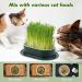 Hejo 2 PCS Cat Grass Seed Tray Plant Bowls for Cat Grass Catnip Cat Grass Box with 1 Plastic Scissors Plastic Soil Free Cat Plant Planting Box for Planting Cat Grass - Buy Online on GoSupps.com