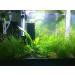 Aquatic Arts Java Moss - Large 25 Square Inch Portion | Freshwater Aquarium Plants | Live Plant for Aquarium | Pairs Well with Marimo Moss Balls - Buy Online on GoSupps.com