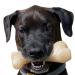 Nylabone Extreme Tough Dog Chew Toy Monster Beef Thigh Cleans Teeth Beef Flavour XXL for Dogs Over 23 kg package may vary
