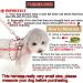 Zunea Small Dog Harness & Lead Set | Adjustable Reflective Step-in Chihuahua Vest | Escape Proof & Padded Plaid Puppy Jacket | Pink XS (Chest 26cm) - Buy Online on GoSupps.com