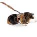 Buy Karlie Art Joy Harness for Guinea Pigs & Ferrets - Multicoloured | International Shipping Available - Buy Online on GoSupps.com