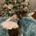 Fladorepet Luxury Hollow Dog Wedding Dress Tutu Rock with Pearl Loop - XL White Christmas Costume for Small Pets - Buy Online on GoSupps.com