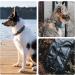 Dog Collar Holder for Galaxy SmartTag2 - Waterproof Silicone Protective Cover for Pets & Cats Anti-Loss & Scratch-Resistant (Black/Olive Green 2-Pack) - Buy Online on GoSupps.com