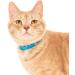 Nuvuq Soft & Light Cat Collar with Breakaway Snap Button - Blueberry Blue - Buy Online on GoSupps.com