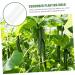 Milisten Horticulture 3pcs Vegetable Shaping Mold Strawberry Garden Tools Cucumber Molds As Shown 20x6cm - Buy Online on GoSupps.com