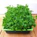 Potseed Micro Green Pea Sprouts Grow Your Own Winter Windowsill Salads 25 Gram Seeds - Buy Online on GoSupps.com