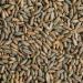 Rye Berries | 5 Pounds | High in Fiber and Iron - 5 Pound Bag of Rye Berries