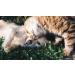 Cadoc Nature Exclusive Meat and Bone Meal 800g - Premium Pet Nutrition for Optimal Health | Buy Now - Buy Online on GoSupps.com