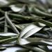 Sardis Olive Leaf Herbal Tea 50 Gram - Buy Online on GoSupps.com
