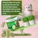 90g Cat Grass Treats Cat Grass Teething Stick for Hairball Remove and Teeth Cleaning Edible Cat Grass Stick Snack - Buy Online on GoSupps.com