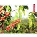 Juan Valdez Cultural Landscape Coffee Pods | Compatible with Nespresso Original Machines | 8 Capsules - Buy Online on GoSupps.com
