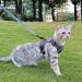 Pangdi Cat Dishes & Leash Set | Tactical Outbreak-Proof Emotional Support Kitten Vest | Gray Large | International Shipping Available - Buy Online on GoSupps.com