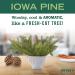 Mrs. Meyer's All-Purpose Cleaner Spray - Limited Edition Iowa Pine 16 fl oz - Buy Online on GoSupps.com