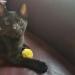 Fashion's Talk Furry Rattle Ball Cat Toys 6-Pack for Kitty | Interactive Playtime Set - Buy Online on GoSupps.com
