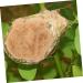 Yardwe BAST-Grasseide Gift Box for Wild Birds | Nesting Materials & Accessories | 22x12x4 cm - Buy Online on GoSupps.com