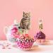 Seyal Cat CupCake Topper Seyal Cat Cupcake Topper - Buy Online on GoSupps.com