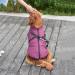 Buy Savlot Dog Jacket - Winter Vest & Sleeveless Cotton Padded Vest for Pets - Purple (Size S) - Perfect for Skiing & Cold Weather - Buy Online on GoSupps.com