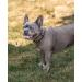 Lonto Medium Dog Collar - Durable Nylon Soft Padded 360 Reflective Click Closure Metal Ring Adjustable - Brown M - Buy Online on GoSupps.com