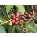 CAFES GUILIS FROM 1928 AMANDES DEL CAFE Decaffeinated Coffee Beans Intense Natural Blend 1 Kg - Buy Online on GoSupps.com