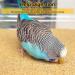 S&X Bird Cage Gravel Paper 30 Pack | 15 x 11 Sand Sheets for Easy Cleaning & Bird Health - Buy Online on GoSupps.com