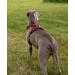 Lionto Dog Harness - Padded Anti-Pull Reflective Safety Harness Adjustable Size L Red - Perfect for Secure and Comfortable Walks - Buy Online on GoSupps.com