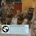 Strayz Organic Cat Soup with Salmon & Rosemary - Grain & Sugar-Free - 560g for Street Cats - 14x40g Pack - Buy Online on GoSupps.com