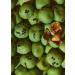 KoRo - Wasabi peanuts 1kg - Japanese snack vegan spicy and crispy - Buy Online on GoSupps.com