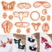 Puocaon Luna Moth Polymer Clay Cutters - 16 Shapes Clay Cutters for Earrings  Moth Shapes Clay Cutters for Polymer Clay Jewelry Making  Mystical Drop Dangle Earrings Clay Earring Cutters