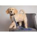 Los Angeles Dodgers MLB Medium Dog Leash - Strong & Durable - Buy Online on GoSupps.com