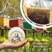 Pastilles Saint-Ange | Bonbons Traditionnels 100% Fran ais (Miel Gingembre) - Buy Online on GoSupps.com