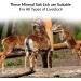 Himalayan Nature 100% Natural Rock Deer Salt Block 2-5 lbs - Animal Licking Mineral Salt Block - Buy Online on GoSupps.com