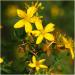 Paquet de 500 graines Millepertuis (Hypericum perforatum) Semences non-OGM