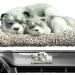 Auto Deodorator Plush Dog Ornament | Charcoal Odor Removal Bag for Car Home & Wardrobe - Buy Online on GoSupps.com
