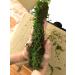 prefleur Preserved Sheet Moss Natural Green DIY Kit - 2 sq.ft. | Green-b - Buy Online on GoSupps.com