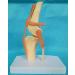 Knee Joint Model for Dogs/Dogs with Strap Animal Joint Skeleton Anatomical for Veterinary Lessons - Buy Online on GoSupps.com