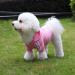 Fashion Dog Hoodie - Pure Cotton Sweatshirt for Small & Medium Dogs | Streetwear Dog Clothing in Black/Pink (XL) - Buy Online on GoSupps.com