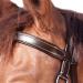 Shop WALDHAUSEN Star Bitless Bridle for Warmbloods Brown | International Shipping Available - Buy Online on GoSupps.com