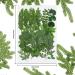 Dried Pressed Leaves and Flowers Assorted Greenery for Resin Art - 42 Pieces, 7 Styles - Buy Online on GoSupps.com