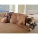 Glenndarcy Dog Diapers for French Bulldogs - No Tail Hole - Dotty Pink Large with 2 Washable Pads - Buy Online on GoSupps.com