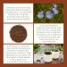 Organic Roasted Chicory Root 500g Filter Grind Granules Brew Like Coffee Caffeine-Free Natural Coffee Substitute | DRAGONFLY HERBS - Buy Online on GoSupps.com