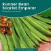 Runner Bean Scarlet Emperor Fresh and Tasty Beans Large Pods with Excellent Flavour for Your Kitchen Garden - Buy Online on GoSupps.com