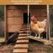 Adjustable Chicken Swing Toy for Coop with Roost - Large Ladder Bar Accessories | Includes Ropes & Metal Hook | 15.5in x 2.75in - Buy Online on GoSupps.com
