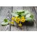 Coltsfoot Leaf Tea | Feuille De Tussilage Tisane | Tussilago Farfara Health Embassy (100g) - Buy Online on GoSupps.com